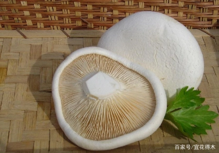 蘑菇小常识（中）10种味道鲜美的蘑菇，哪一种是菌中之王？插图52